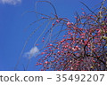Peach weeping plum 35492207