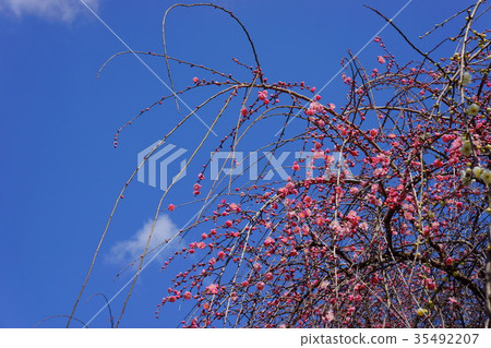 Peach weeping plum Peach weeping plum 35492207