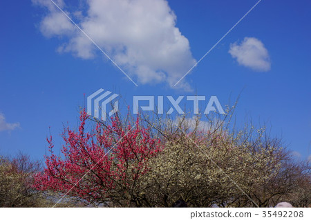 Red and white plum Red and white plum 35492208