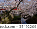 Cherry blossoms and trains 35492209