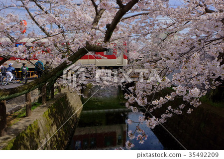 Cherry blossoms and trains Cherry blossoms and trains 35492209