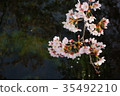 River and cherry blossoms 35492210