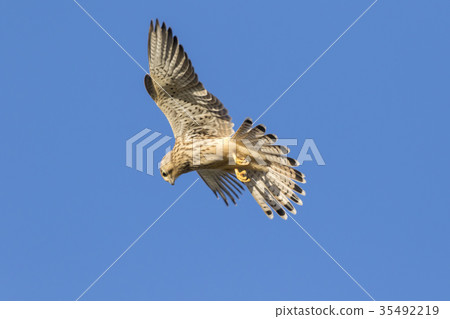 Common krestel (Falco tinnunculus) Common krestel (Falco tinnunculus) 35492219