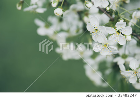 Cherry flowers frame 35492247