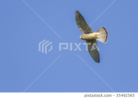 Common krestel (Falco tinnunculus) Common krestel (Falco tinnunculus) 35492565