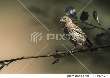 Common linnet (Carduelis cannabina) Common linnet (Carduelis cannabina) 35492576