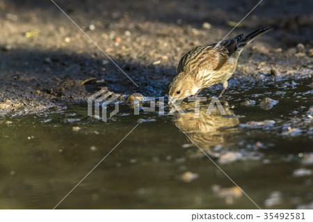 Common linnet (Carduelis cannabina) 35492581