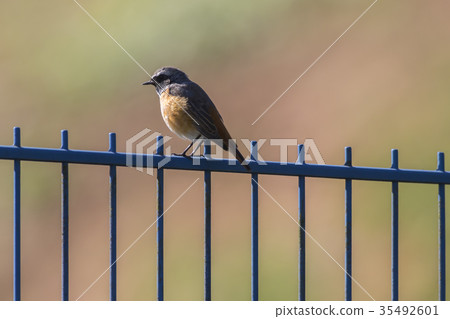 Common redstart(Phoenicurus phoenicurus) 35492601
