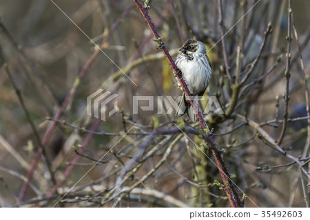 Common reed bunting  (Emberiza schoeniclus) 35492603