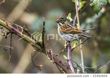 Common reed bunting  (Emberiza schoeniclus) 35492604