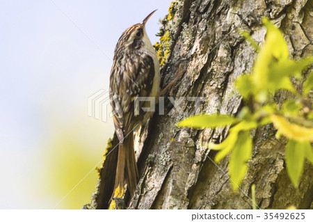Common treecreeper (Certhia familiaris) Common treecreeper (Certhia familiaris) 35492625