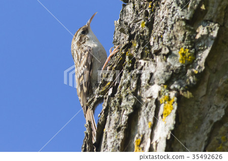 Common treecreeper (Certhia familiaris) Common treecreeper (Certhia familiaris) 35492626