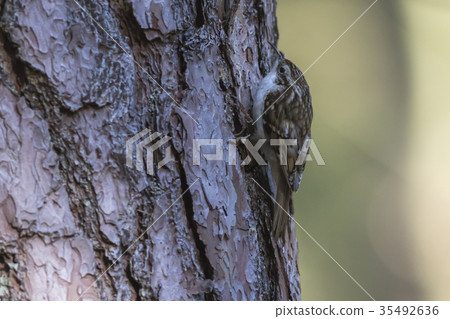 Common treecreeper  (Certhia familiaris) 35492636