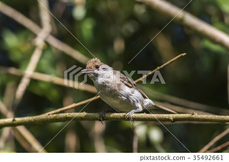 Common whitethroat (Sylvia communis) Common whitethroat (Sylvia communis) 35492661