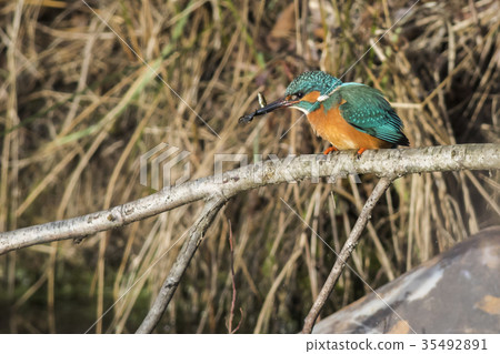 Kingfisher (Alcedo atthis) Kingfisher (Alcedo atthis) 35492891