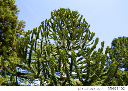Pinus thunbergii Pinus thunbergii 35493402