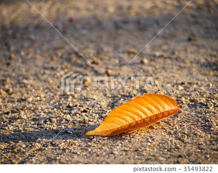 A piece of fallen leaves 35493822