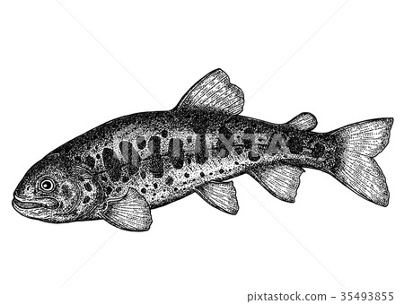 鱒魚 插圖素材 圖庫