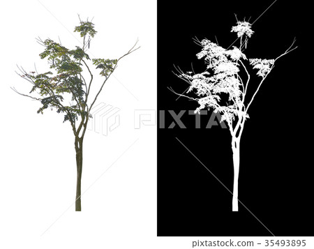 Tropical tree isolated on white background  35493895