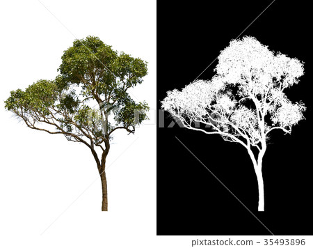 Tropical tree isolated on white background  35493896