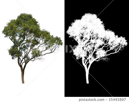 Tropical tree isolated on white background  35493897
