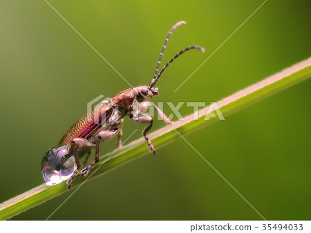 Beetle on a branch with drops 35494033