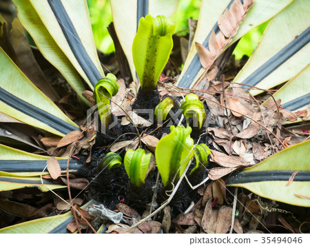 center Birds Nest Fern 35494046