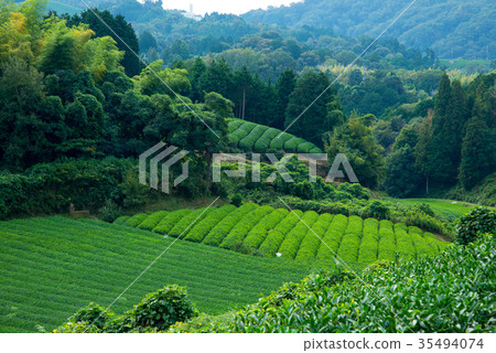 Tea plantation 35494074