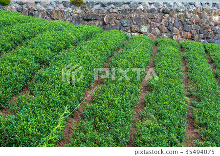Tea plantation 35494075