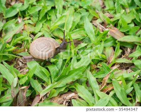 Snail climb on grass 35494347