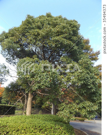 樟樹大樹在Yatsu潮汐平的公園 樟樹大樹在Yatsu潮汐平的公園 35494373