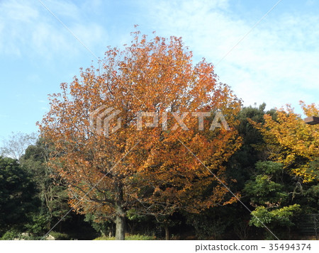 槭樹浸染工一棵大樹在有紅色葉子的Yatsu潮汐平的公園 槭樹浸染工一棵大樹在有紅色葉子的Yatsu潮汐平的公園 35494374