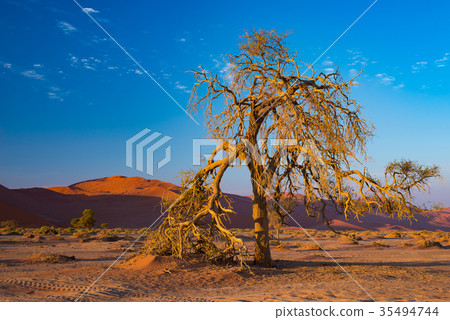 Sossusvlei Namibia Sossusvlei Namibia 35494744