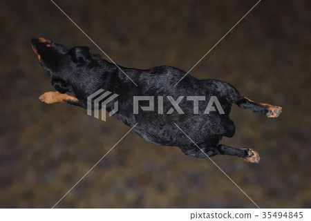 A pregnant dog lies A pregnant dog lies 35494845