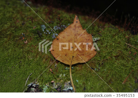 Yellow autumn leaf lying on a green moss Yellow autumn leaf lying on a green moss 35495153