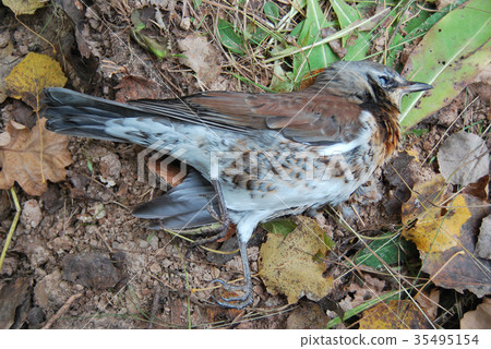Bird dead ouzel lies on the ground in the forest Bird dead ouzel lies on the ground in the forest 35495154