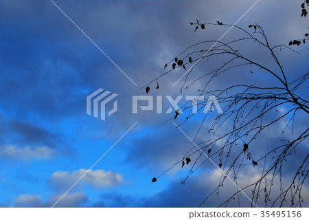 A branch of a birch with flying leaves in October A branch of a birch with flying leaves in October 35495156