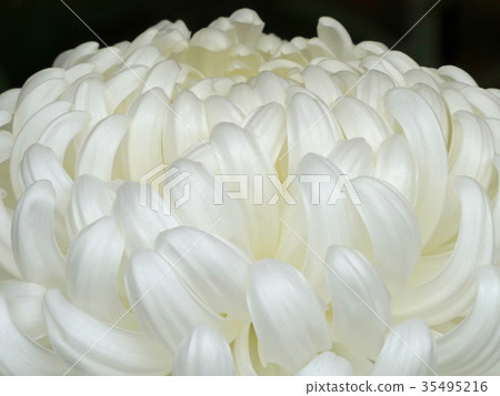 菊花 菊花 35495216