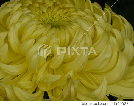 菊花 菊花 35495221