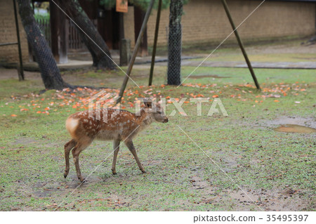 Holy Japanese deer in Nara national park in Autumn Holy Japanese deer in Nara national park in Autumn 35495397