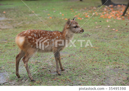 Holy Japanese deer in Nara national park in Autumn Holy Japanese deer in Nara national park in Autumn 35495398