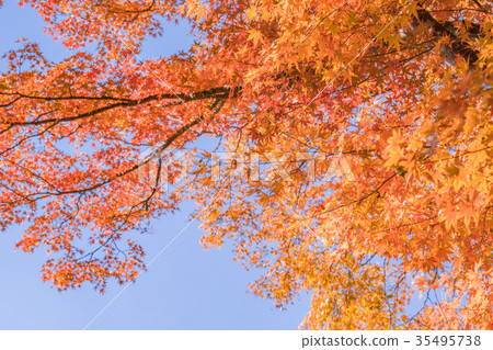 Autumn in Japan Fuji five lakes, landscape of Lake Kawaguchi 35495738