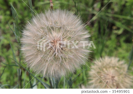 Fluff of balamondine Fluff of balamondine 35495901