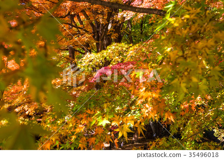 Autumn in Kawaguchiko half of the landscape The maple corridor Autumn in Kawaguchiko half of the landscape The maple corridor 35496018