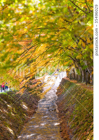 Autumn in Kawaguchiko half of the landscape The maple corridor Autumn in Kawaguchiko half of the landscape The maple corridor 35496029