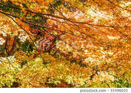 秋天在Kawaguchiko一半的景觀楓樹走廊 35496035