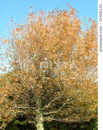 槭樹浸染工一棵大樹在有紅色葉子的Yatsu潮汐平的公園 槭樹浸染工一棵大樹在有紅色葉子的Yatsu潮汐平的公園 35496126