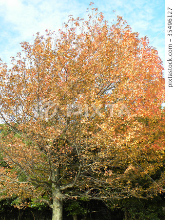 槭樹浸染工一棵大樹在有紅色葉子的Yatsu潮汐平的公園 槭樹浸染工一棵大樹在有紅色葉子的Yatsu潮汐平的公園 35496127