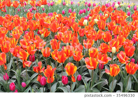 Flowers 35496330