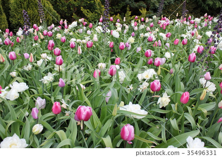 Flowers Flowers 35496331